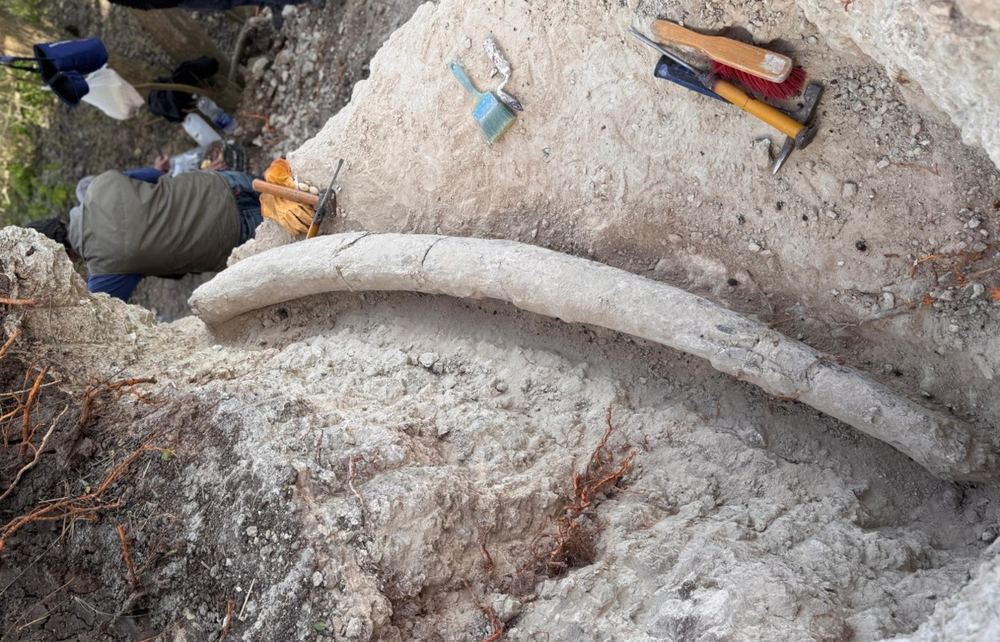 San Pedro Museum Unearths 2.34-Meter Mastodon Tusk, a South American Record