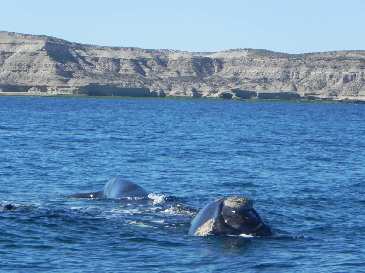 Southern Right Whale Calf Deaths Spike at Península Valdés as Scientists Test for a Bacterial Cause